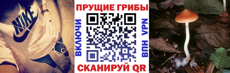 Псилоцибиновые грибы GOLDEN TEACHER  где найти наркотики  Павловск 